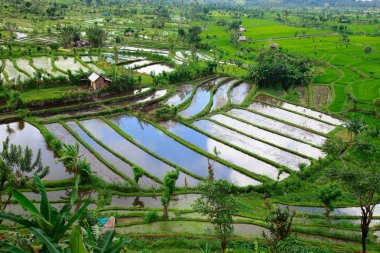 Rice field in Bali clipart