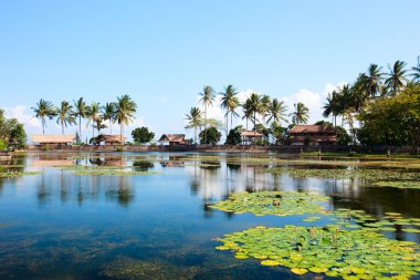 Lotus lagoon in Bali clipart