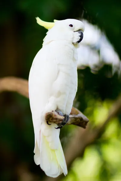 Fehérbóbitás kakadu papagáj — Stock Fotó