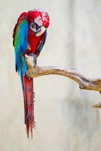 Papagaio-da-arara colorido — Fotografia de Stock