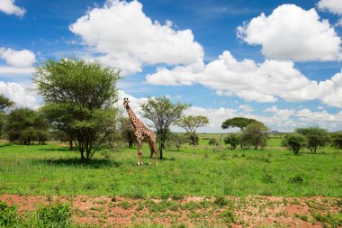 Tarangire landscape in Tanzania clipart