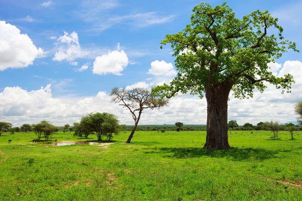 Tarangire krajobraz w Tanzanii — Zdjęcie stockowe