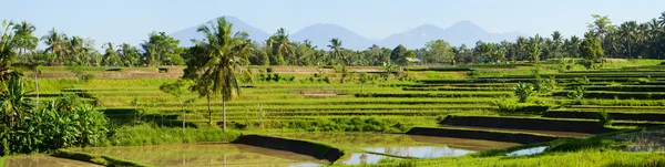 Rice paddy — Stock Photo, Image