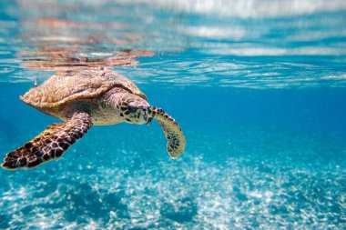 Şahin gagalı deniz kaplumbağası Seyşeller 'de Hint okyanusunda yüzüyor.
