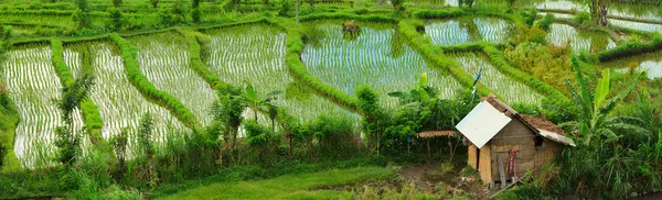 バリ島の田舎の美しい水田のパノラマ — ストック写真