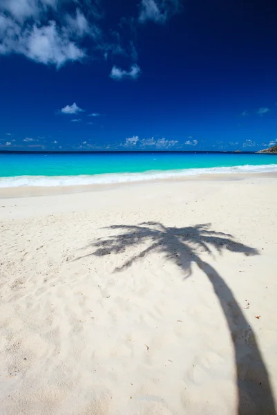 Sombra Palmeira Praia Tropical Areia Branca — Fotografia de Stock