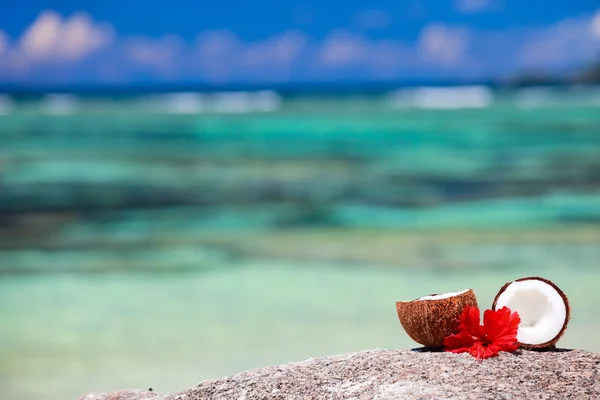 Kokosnuss an der tropischen Küste — Stockfoto