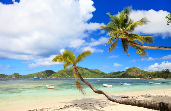Praia Areia Branca Perfeita Ilha Mahe Seychelles — Fotografia de Stock