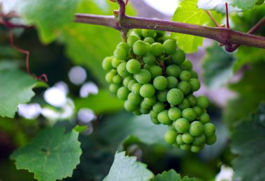 Bunch of wine grapes in vineyard clipart