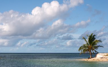 Okyanusu uzak adada yalnız palmiye ağacı