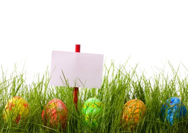Easter eggs and blank add sign hidden in fresh green grass. Isolated on white background clipart