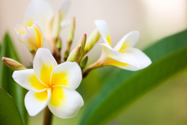 Frangipani flowers clipart