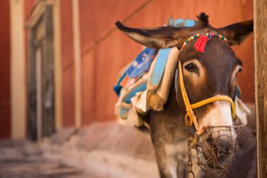 Traditional tourist attraction. Donkey of Santorini waiting for work clipart