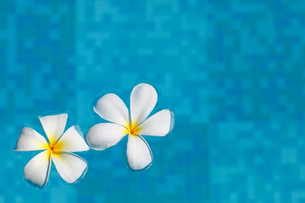 stock image Two frangipani flowers in blue water