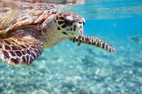 Zee karetschildpad — Stockfoto