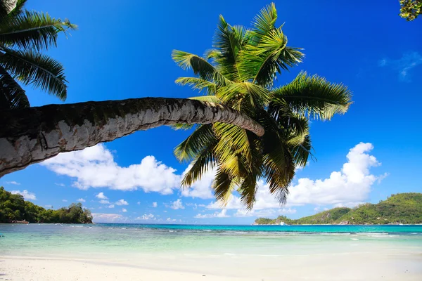 Palmiye Ağacı Seyşeller Ile Mükemmel Beyaz Kum Plaj — Stok fotoğraf