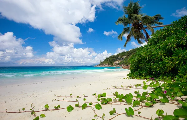 Tökéletes Fehér Homokos Strand Mahe Sziget Seychelle Szigetek — Stock Fotó