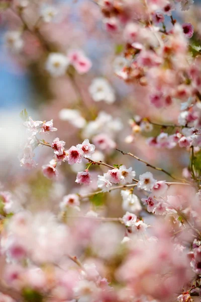 Άγρια Κερασιά Ροζ Λουλούδια Άνοιξη Άγρια Άνθη Κερασιάς — Φωτογραφία Αρχείου