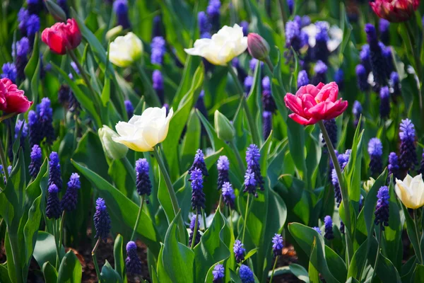 Schöne Blaue Weiße Und Rosa Blumen Feld — Stockfoto