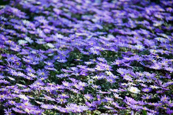 파란 꽃adag sajttorta — 스톡 사진