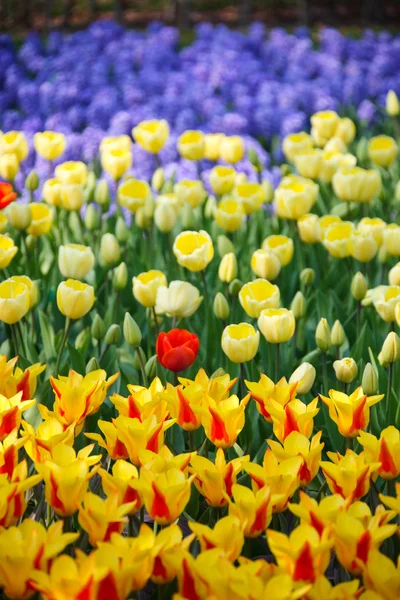 Schönes Blaues Gelbes Und Rotes Blumenfeld — Stockfoto