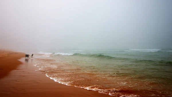 Foggy day by the sea — Stock Photo, Image