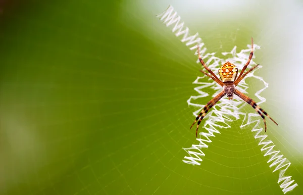Orange Spider Sitting Spider Web — Stock Photo, Image