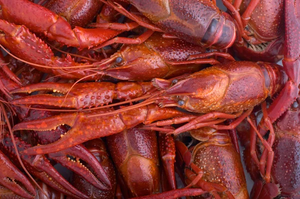 Crayfish background — Stock Photo, Image
