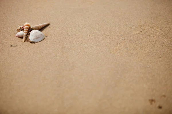Ассортимент Красивых Раковин Тропическом Пляже — стоковое фото