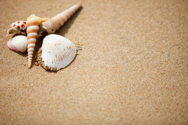 琳琅满目的热带海滩上美丽的贝壳 — 图库照片