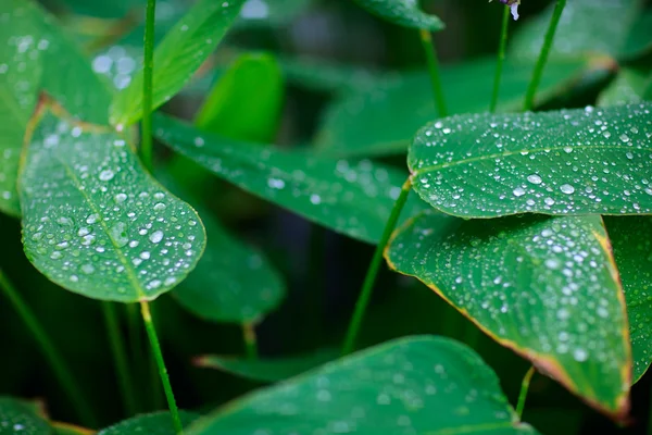 Krople Wody Zielonych Liściach — Zdjęcie stockowe