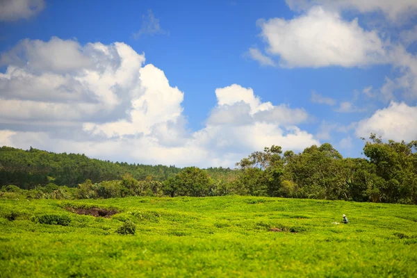 Farmář Výdeje Čaj Listy Čajové Plantáže Mauriciu — Stock fotografie