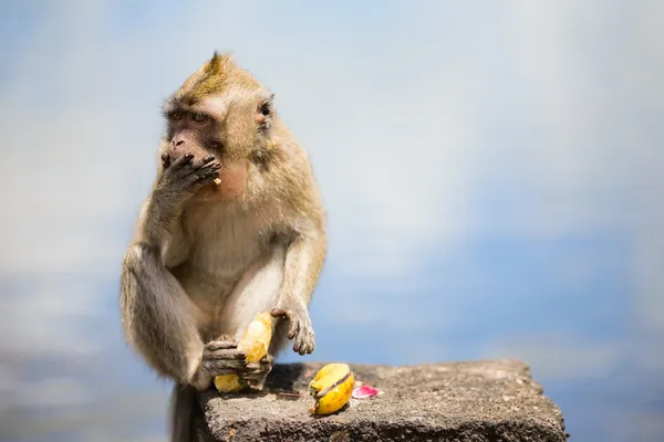 Дикі мавпи — стокове фото