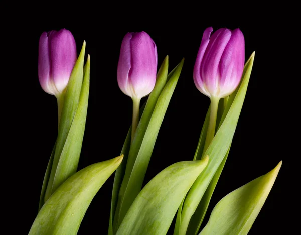 Buquê Tulipa Sobre Fundo Preto — Fotografia de Stock
