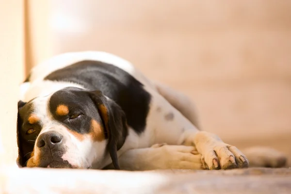 Lazy dog — Stock Photo, Image