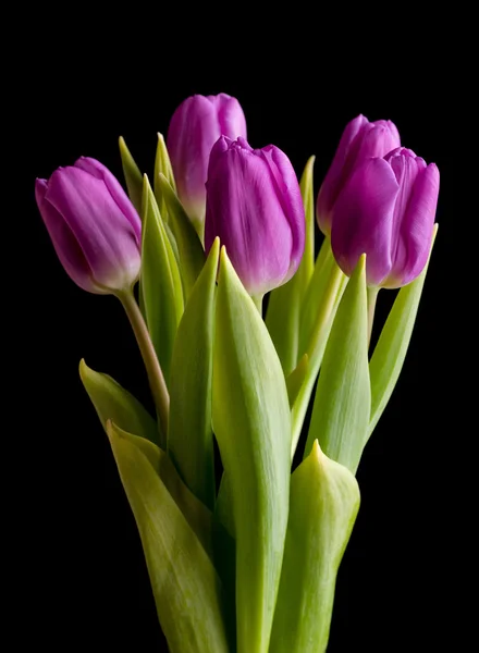 Tulip Bouquet Black Background — Stock Photo, Image