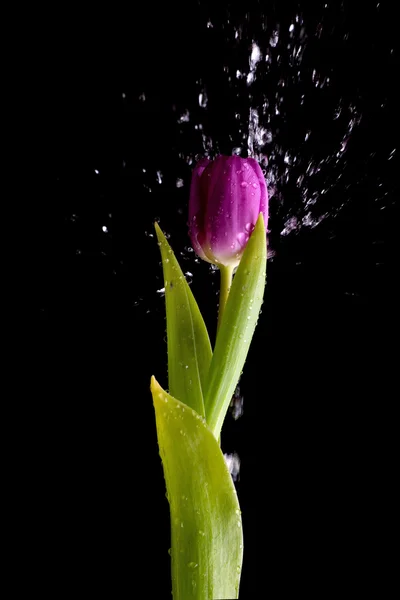 Sprcha Pro Tulipán Jediné Tulipán Vodní Kapky Černém Pozadí — Stock fotografie