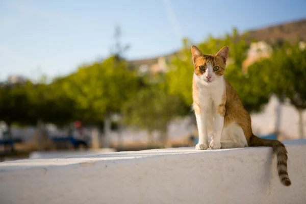 stock image Homeless cat