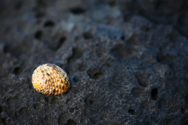 Shell em rocha vulcânica preta — Fotografia de Stock