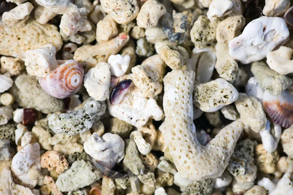 贝壳和珊瑚的背景 各种各样的贝壳和珊瑚 — 图库照片