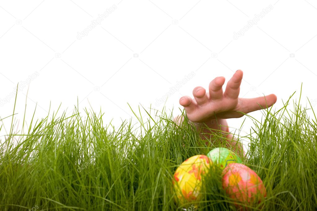 Easter egg hunt. Kids hand and easter eggs hidden in fresh green grass. Isolated on white background