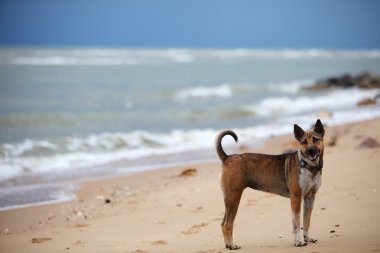 Kumsaldaki köpek.