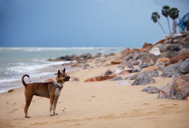 yağmurlu bir gün plajda tatlı dostu köpeğe