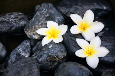 Frangipani flowers and spa stones clipart