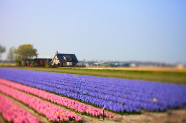 Flower Field and House clipart