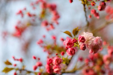 Wild cherry pink flowers. Spring wild cherry blossoms. clipart