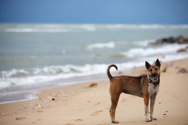 stock image Dog at the beach