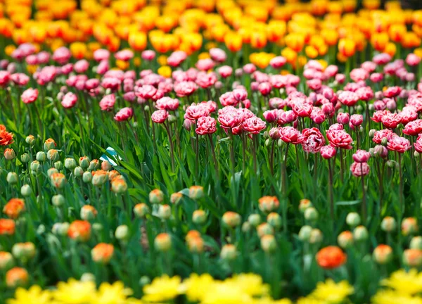 Jardim de flores — Fotografia de Stock