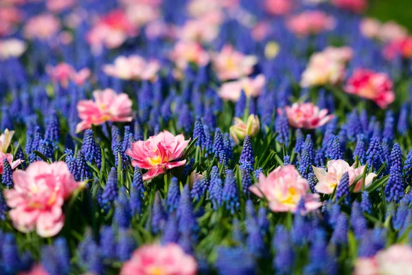 Mavi ve pembe çiçekler — Stok fotoğraf