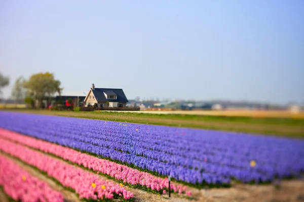 Flower Field and House — Stock Photo, Image